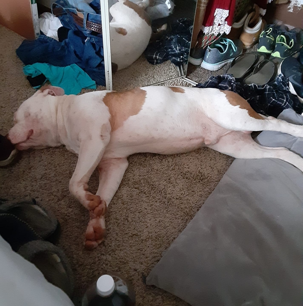 Meet your Posher, Perry